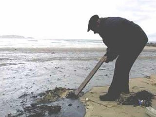 PRESTIGE VOLUNTARIO  ECOLOGIA